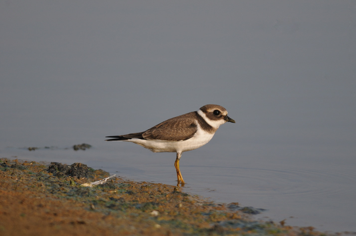 Corriere grosso e limicoli da verificare ID